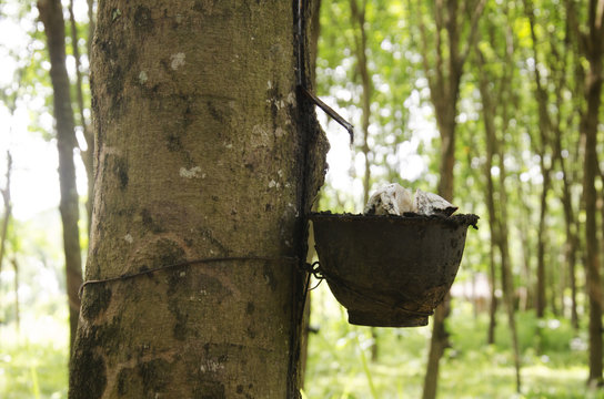 Plastic Cup For Rubber Tapper Latex From Seringueira Plant Garde