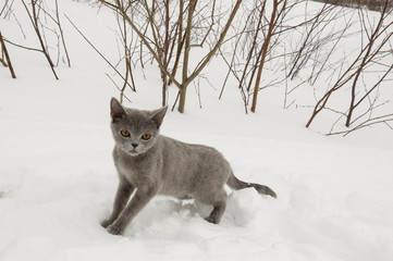 British Shorthair cat is hunting in the winter meadow with white snow