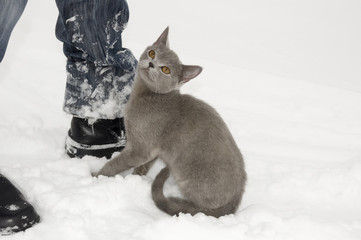 British Shorthair cat is walking at the leg of her master in the winter meadow with white snow