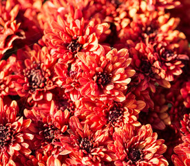 red flowers on a nature background