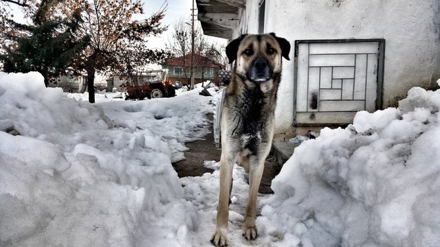 K&ouml;pek
