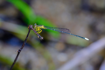 Copera marginipes, beautiful dragonfly on branch in nature.