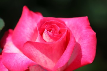 薔薇（ローズ・ゴジャール）