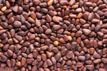 close up of the pine nuts. Pinus koraiensis
