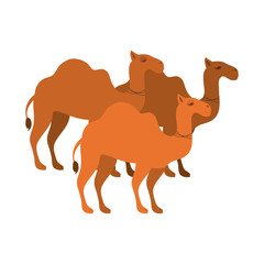 animal figure of camels cartoon vector illustration