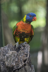 Lorikeet