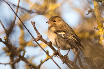 Chaffinch (Fringilla coelebs) female perching in hedgerow. Small bird in the finch family (Fringillidae) seen through branches