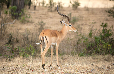 Gazelle impalla