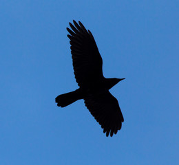 Crow on a background of blue sky