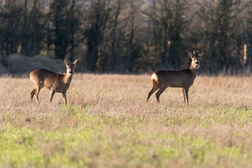 Roe deer (Capreolus capreolus) buck and doe in field. Small elegant deer in family Cervidae, buck with growing antlers still covered in velvet fur