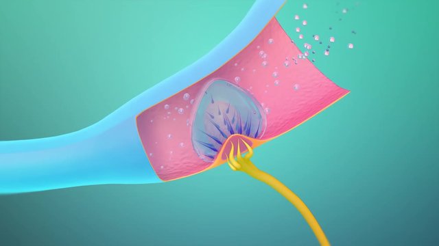 3D. Ampullary cupula. Sense of balance in the inner ear 4K. Ultra HD. Internal liquid structures of the cochlea and semicircular ducts. 