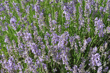Lavandula angustifolia (echter Lavendel)