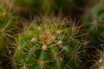  cactus