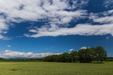 Fototapeta premium landscape