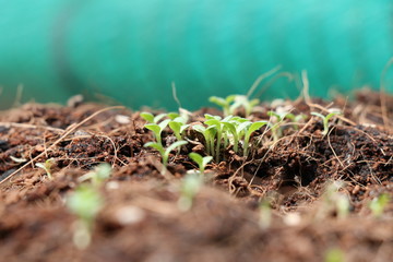 Tree new born from seed