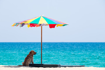 Dog sitting under the beach umbrella against sea background.