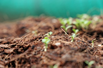 Tree new born from seed