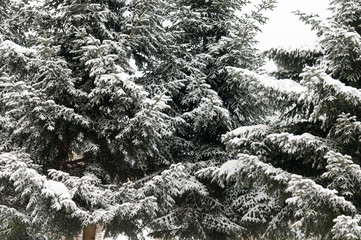 snow winter tree branch Pine