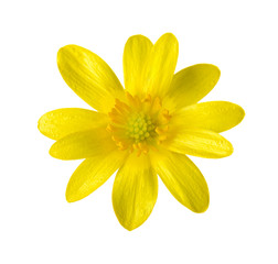 Yellow flower (Caltha palustris) isolated on white.