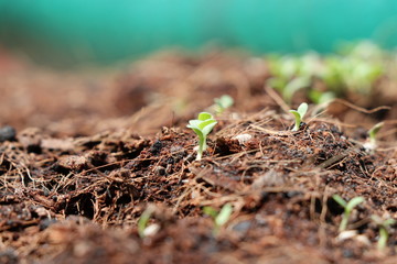 Tree new born from seed
