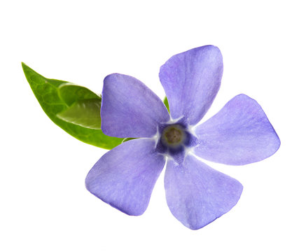 Fototapeta  Periwinkle flower isolated on white background. Shallow depth of field