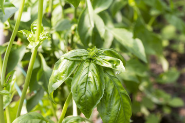 close up of basil plant