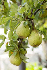 close-up of pears on the tree