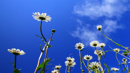 Flowers of chamomile drug on a background of blue sky.