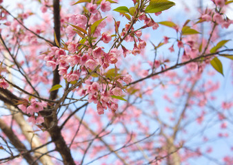 Sakura tree blossom in chiangmai