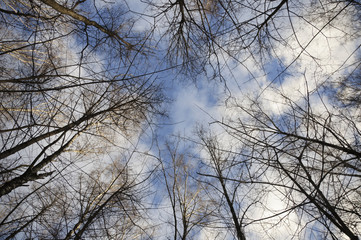 Branches on the background of the spring sky in the forest, springtime 
