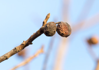 walnut on the tree in autumn
