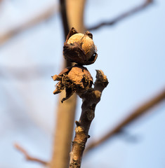 walnut on the tree in autumn