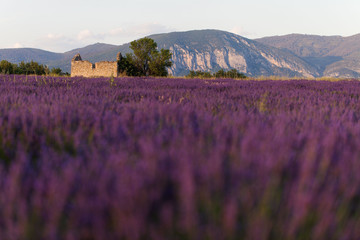 fields of lavender France