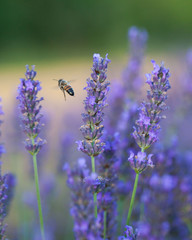 lavender flower, bee