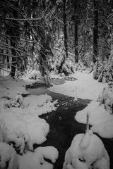 Winter Frozen