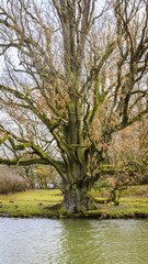 Ein alter Baum am rande des Flusses