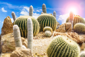 Cactus garden against a cloudy blue sky and the sunshine.