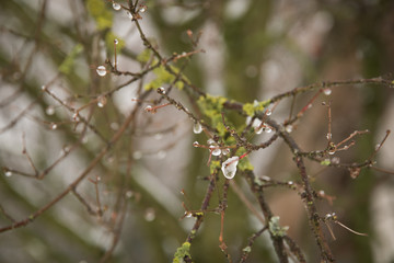  Gefrorene Wassertropfen an Zweigen