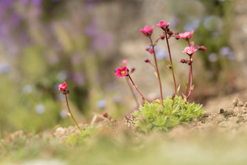 Steingartengewächs Moos Steinbrech - saxifraga bryoides 