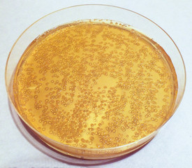 Bacteria colonies on , culture media plate (Petri dish) isolated on white