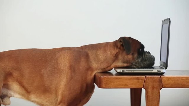 Boxer Dog Working On Laptop