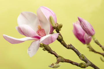 Open magnolia bud