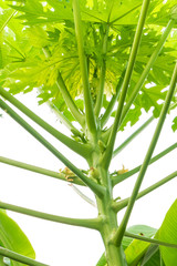 bunch of papaya tree with flower