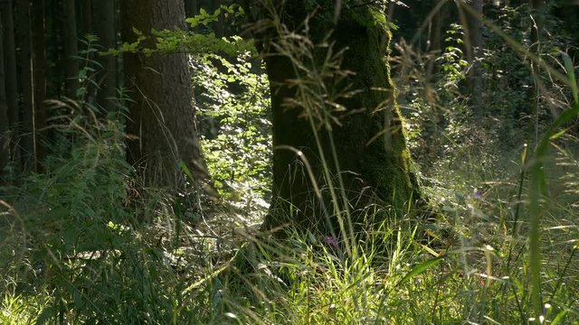 4K Forest in summer