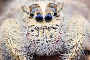 Super macro female Hyllus diardi or Jumping spider