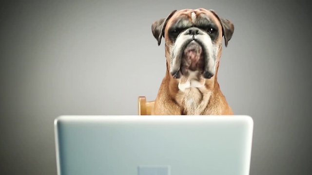 Boxer dog with eyeglasses looking at sth. on the laptop.