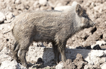 wild boar in the mud in the zoo