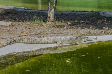 Crocodile Sleeping On A Lake Side 