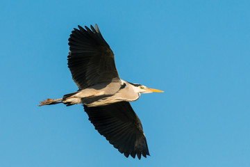 heron in flight