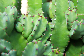 Cactus succulent plant in a desert garden greenhouse